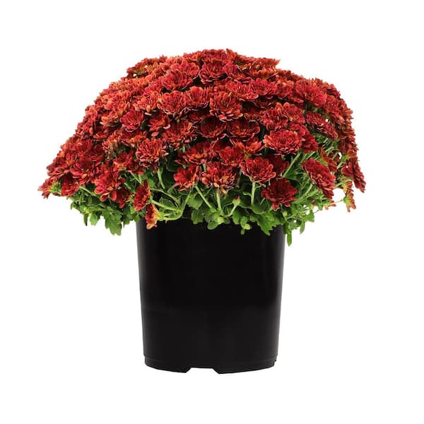 ALTMAN PLANTS Red Mum Chrysanthemum Garden Outdoor Plant in 2.5 qt. Grower Pot