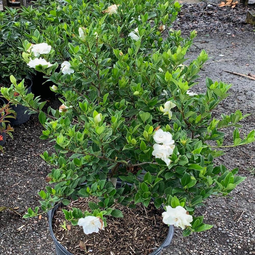 3 Gal. Veitchii Gardenia Flowering Shrub with White Blooms