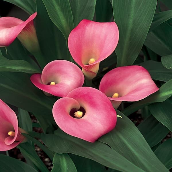 Unbranded 2.5 Qt. Be My Prince Calla Lily Hybrid Zantedeschia Perennial Plant in Grower Pot