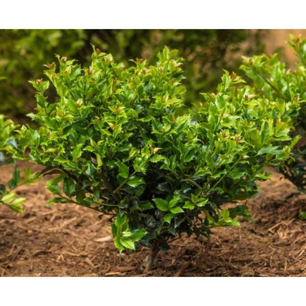 DIRECT GARDENING 1 Gal. Pot Blue Princess Holly (Ilex), Broadleaf