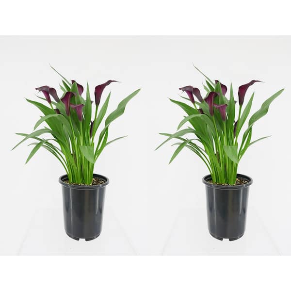 Unbranded 2.5 qt. Perennial Calla Lily Purple (2-Pack)
