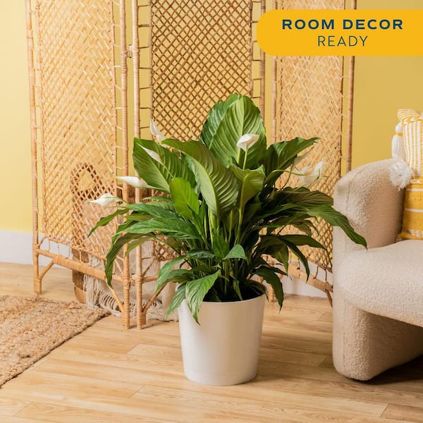 Spathiphyllum Peace Lily Indoor Plant in 9.25 in. Decor Planter, Avg. Shipping Height 2-3 ft. Tall
