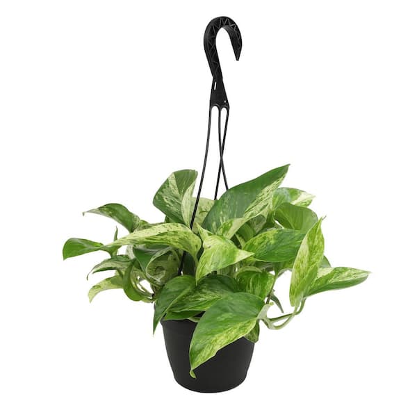 ALTMAN PLANTS Marble Queen Pothos Air Purifying Indoor Houseplant in 6 in. Hanging Basket