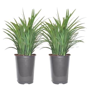 Lilyturf Liriope Outdoor Plant in 5.75 in. Black Grower Pot, Avg. Shipping Height 1-2 ft. Tall (2-Pack)