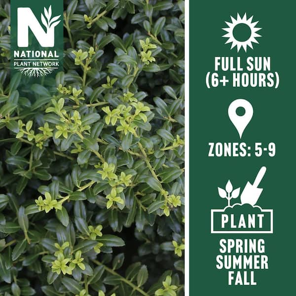 national PLANT NETWORK 2.25 Gal. Holly Soft Touch Shrub HD7150