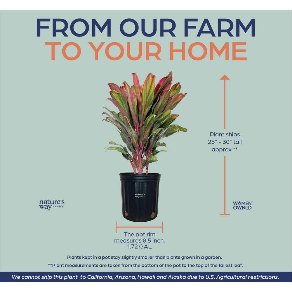 Cordyline Harlequin 1.72 Gallon Indoor Plant with Colorful Leaves