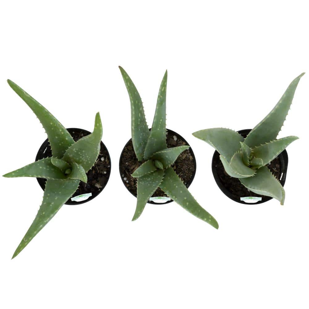 Aloe Vera Green Indoor/Outdoor Succulent Variety Pack