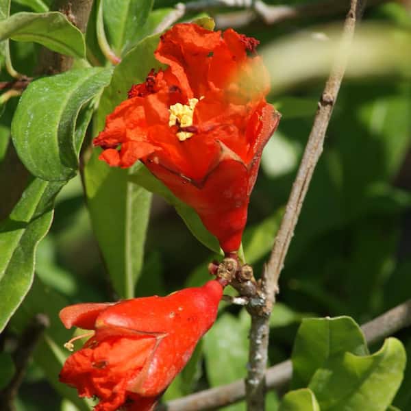 7 gal. Salavatski Pomegranate Deciduous Fruiting Tree