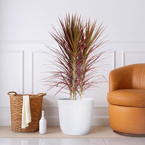Vigoro 12 in. Vigoro Dracaena Marginata Colorama Plant in White Decor Pot  VDCL12HAV - The Home Depot