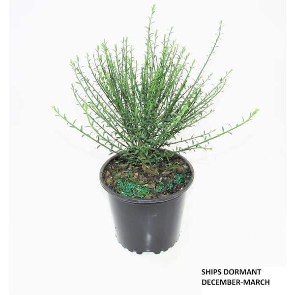 BELL NURSERY 1 Gal. Lena Scotch Broom (Cytisus) Live Shrub BELL NURSERY 1 Gal. Lena Scotch Broom (Cytisus) Live Shrub