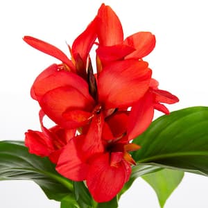 2.5 Qt. Cannova Rose Canna Lily Plant