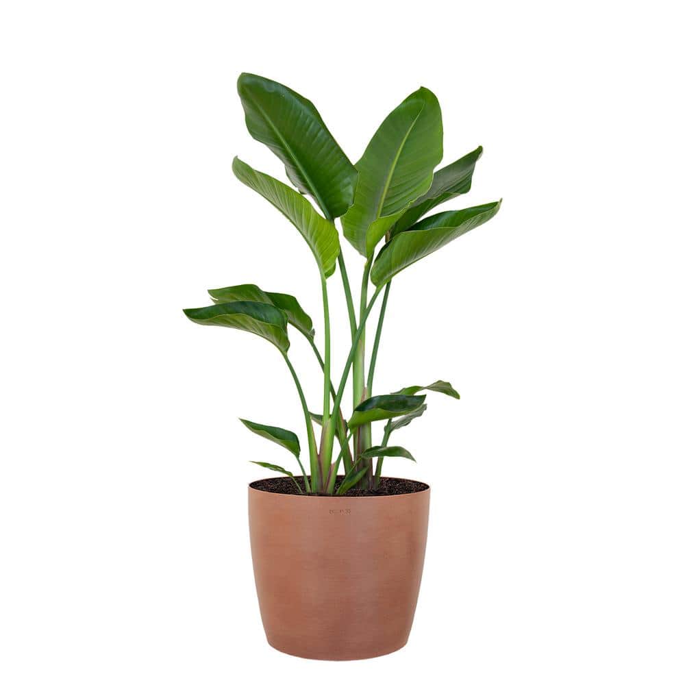 White Bird of Paradise Plant Live Indoor Outdoor Plant in 10 in. Premium Ec
