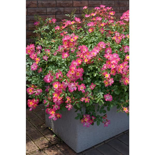 1 Gal. Pink Drift Rose Bush with Pink Flowers (2-Pack)