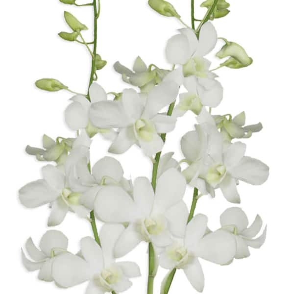 Globalrose 70 Big White Dendrobium Orchid Flowers Fresh Flower Delivery ...