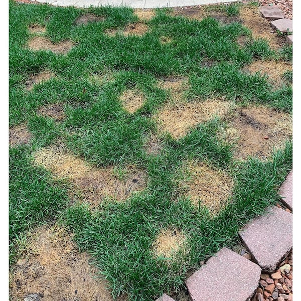 How Do You Neutralize Dog Urine In Soil