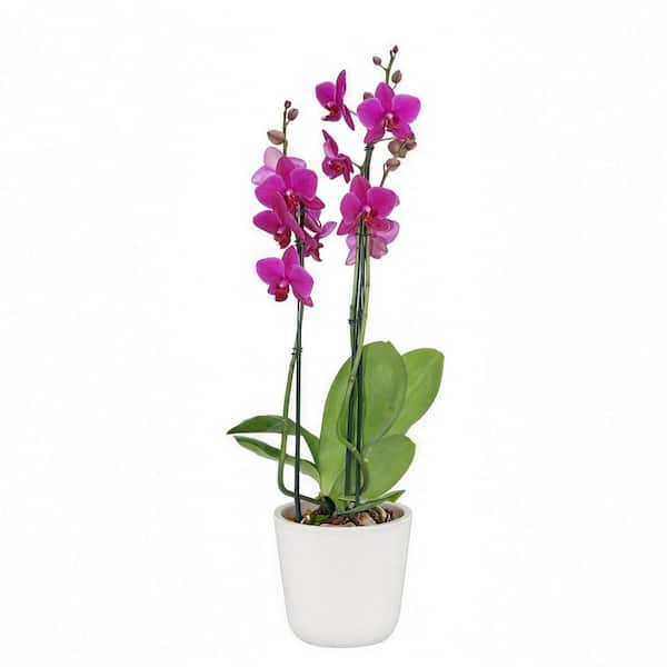 5 in. Superior Multi-Stem Vivid Purple Orchid (Phalaenopsis) Plant in Luxe Designer Ceramic Planter