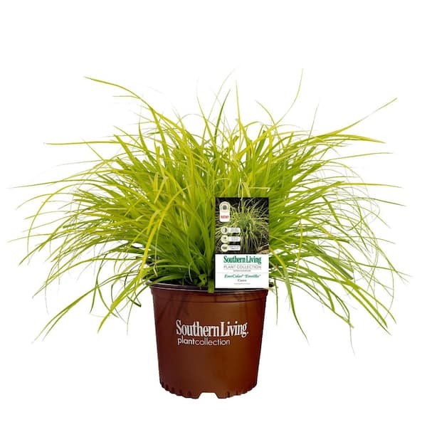 SOUTHERN LIVING 2.6 qt. Everillo Carex Ornamental Grass with Bright Yellow Green Foliage