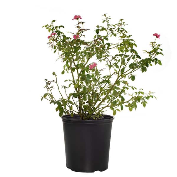 KNOCK OUT 3 Gal. Pink Double Knock Out Rose Bush with Pink Flowers in Grower Container