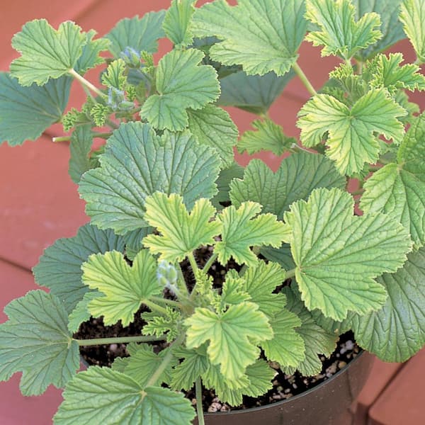 ALTMAN PLANTS 2.6  qt. Pelargonium 'Orange Fizz' Geranium 2.6 qt. Annual Plant With Pink Flowers
