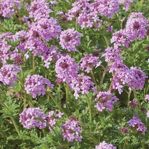 2. 5 Qt. Homestead Purple Vervain Plant