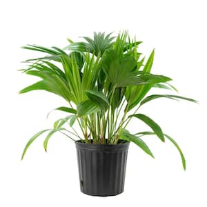 Chinese Fan Palm (Livistona) in 10 in. Grower Container (1-Plant)
