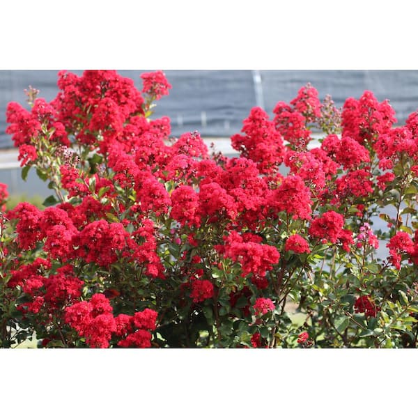 2 Gal. Red Deciduous Garnet King Tree