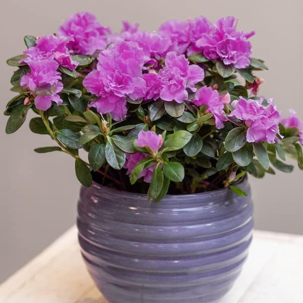 national PLANT NETWORK 2.5 Quart Azalea 'Amelia Rose