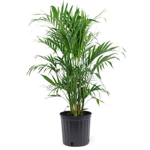1.9 Gal. Cataractarum Cat Palm Plant in 9.25 In. Grower Pot