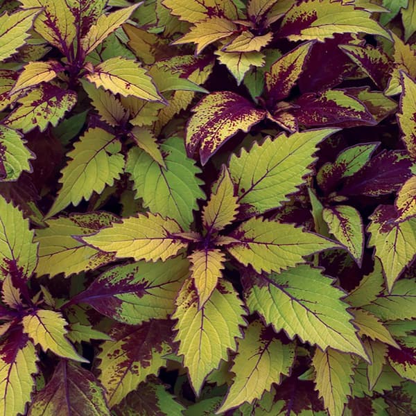 Vigoro 4 in. FlameThrower Spiced Curry Coleus Plant74094