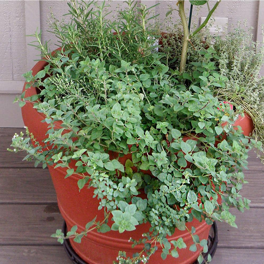 Oregano Herb Plant