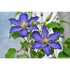 1 Gal. Brother Stefan (Clematis) Live Shrub, Blue Flowers