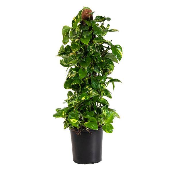 Pure Beauty Farms 10 Gal. Totem Pole Golden Pothos Plant in 15 in. Pot ...