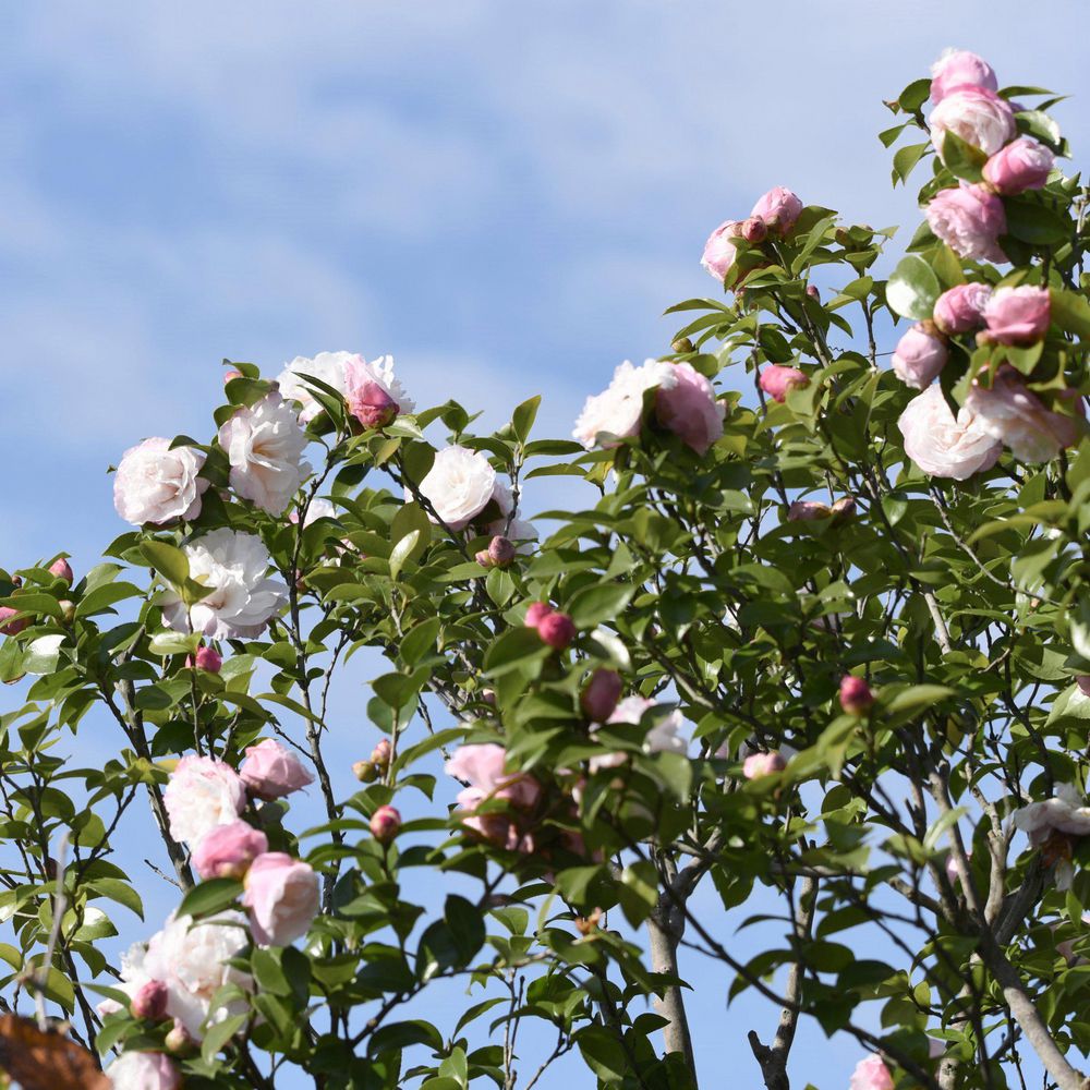 カメリア27 1032265 for John Deere 27D 30G 35D 35G Hitachi ZX27U-2 Excavator