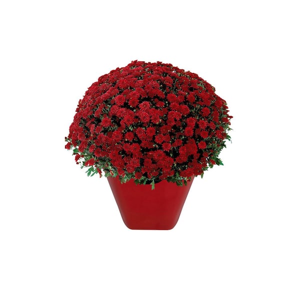 Chrysanthemum (Mum) Red Live Plant in 2.55 qt. Grower's Pot