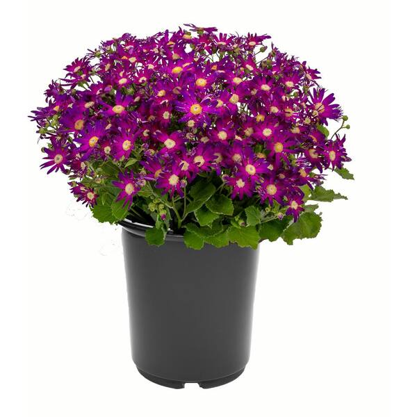 Unbranded Annual Pericallis Senetti Rose Glow 2.5 Qt.