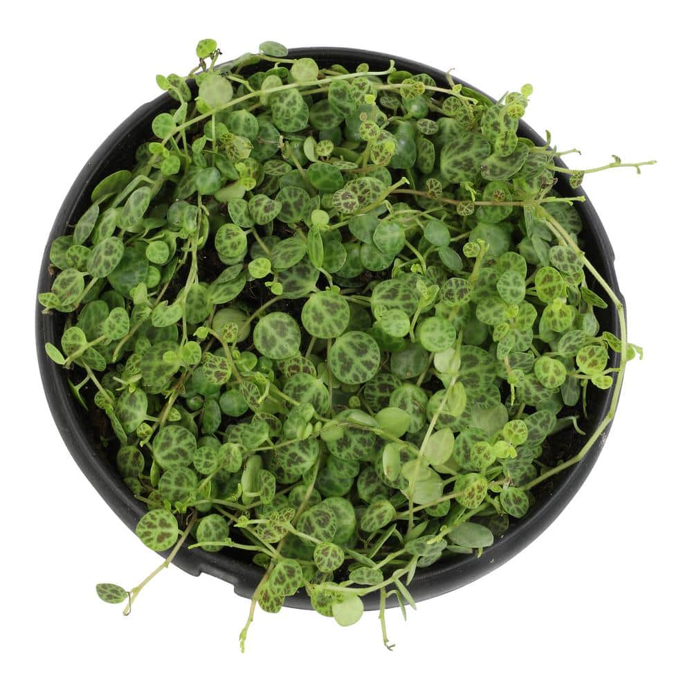 Peperomia Prostrata Green Trailing Succulent in Black Hanging Pot