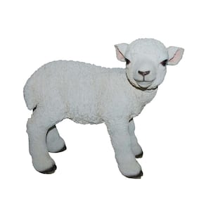 Lamb Standing