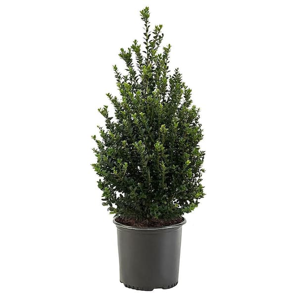 Unbranded 2.25 Gal. Holly Cone Evergreen Shrub