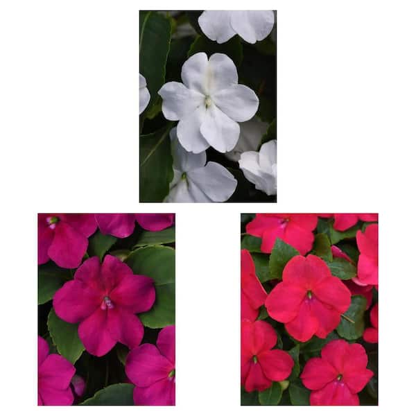1.38 Pt. Beacon Impatiens Outdoor Annual Plant Variety Pack with Purple, Red-Pink, and White Flowers (12-Pack)