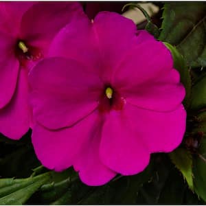 2.5 In. Compact Royal Magenta SunPatiens Impatiens Outdoor Annual Plant with Purple Flowers (6-Plants)