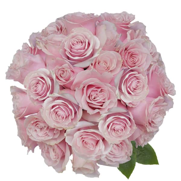 Globalrose 50 Stems of Light Pink Cream Mondial Roses Fresh Flower ...