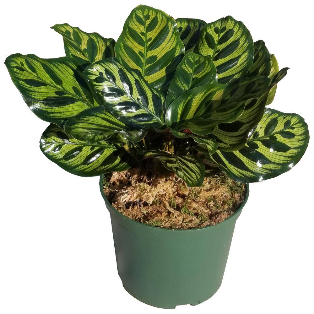 Peacock Plant in 20 in. Grower Pot PckPlt0020   The Home Depot