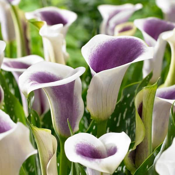 VAN ZYVERDEN Van Zyverden Callas Picasso Set of 3 Bulbs