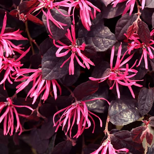PROVEN WINNERS 2 Gal. Jazz Hands Pink Loropetalum Shrub with PROVEN WINNERS 2 Gal. Jazz Hands Pink Loropetalum Shrub with