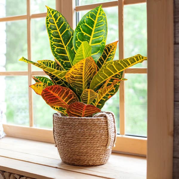 Croton Petra Codiaeum Plant in 6 in. Grower Container (2-Pack)