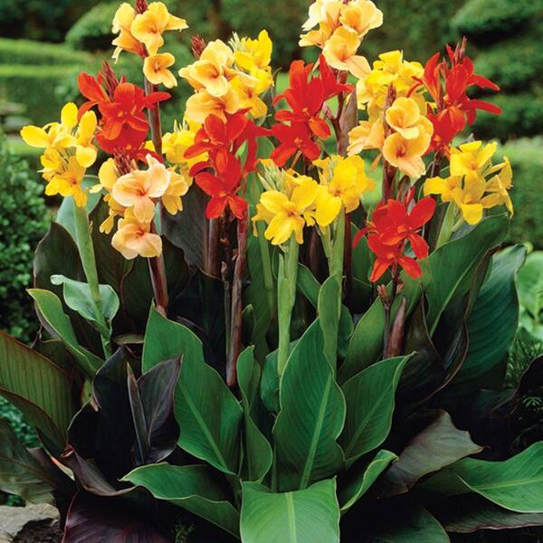 Unbranded Canna Mixed (Standard) Dormant Bulbs (8-Pack)