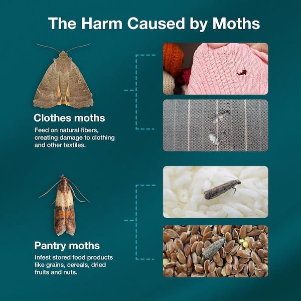 misanthrope デモテープセット ZINGZAP Moth Trap Slowly Releases Enhanced 2x Pheromones, Lures