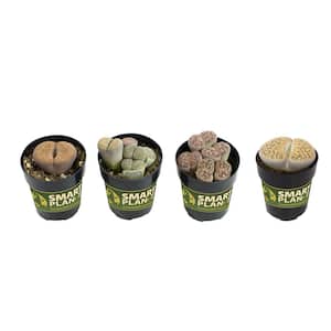 2.5 in. Lithops Plant Collection (4-Pack)