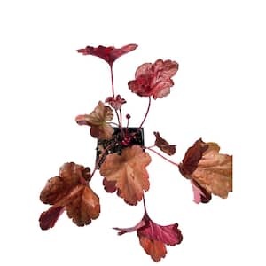 3 Forever Red Heuchera Plants in 3 Separate 4 in. Pots