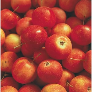Whitney Crabapple (Malus) Live Bareroot Standard Fruiting Tree (1-Pack)
